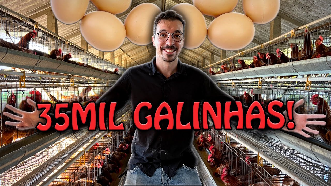 DE ONDE VEM OS OVOS DO MERCADO? Visitei uma granja!
