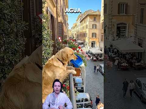 Golden Retriever molestaba a los vecinos hasta que lo Descubrieron😡