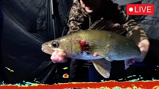 LIVE 🔴  Walleye Fishing on Upper Red Lake