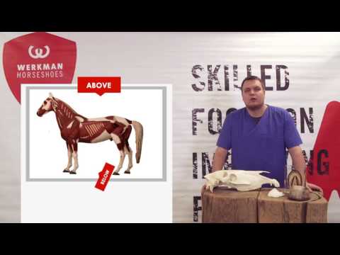 Werkman Academy Basics 02: Basic Terminology - Werkman Hoofcare