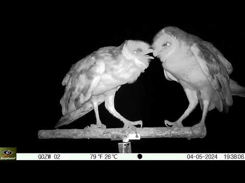 2隻草鴞夜間於棲架上交流互動情形