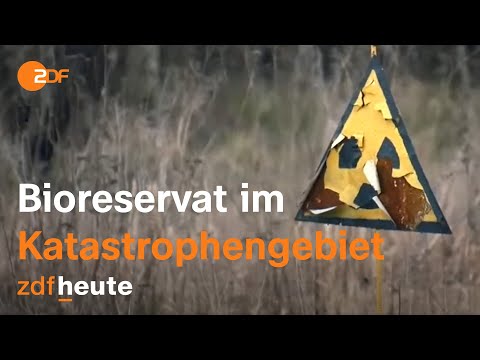 Chernobyl 35 years later: life returns | auslandsjournal