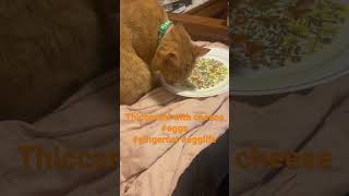 Eggs are life #shorts #egg #short #viral #viralshorts #cat #shortvideo #youtubeshorts #like #live by Puffin Pete