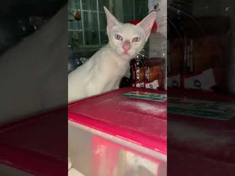 Alaga Kong pusa na subra sa lambing #Pusa #cat #redeyecat