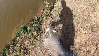 Catfish Candy Bait Hual with a Cast Net
