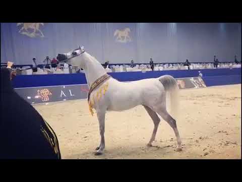 بطل الذهب اي اس حرير الحصان العربي  Gold Champion E S Harir