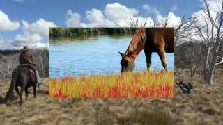 Wild Horses In My Dreams