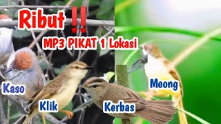Download lagu Update‼️ Suara Pikat Ribut P.Meong Kejepit,Kerak Basi Alis Hitam,P.Alang2,Kaso2 mp3 Download lagu Update‼️ Suara Pikat Ribut P.Meong Kejepit,Kerak Basi Alis Hitam,P.Alang2,Kaso2 mp3