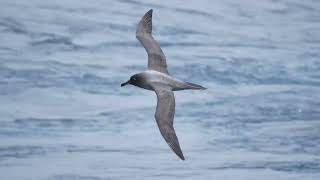 Northeast of Macquarie Island Albatross