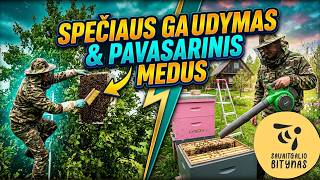 Spiečius obelyje / Pavasarinio medaus išsukimas