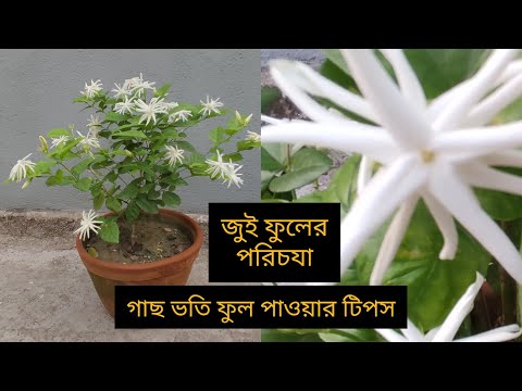#zooey #জুই #flowers #জুই ফুলের পরিচযা।। #জুই ফুল//zooey flower care // ফুল পাওয়ার টিপস//ভিডিও