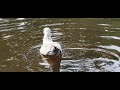 Baby Seagull Herring Gull Learning To Dive For Food