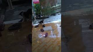 Download lagu KUCING KESURUPAN 😭 #catlover #funny #cat #kucing #funnyvideo #kucinglucu #cats #shortvideo #shorts mp3 Download lagu KUCING KESURUPAN 😭 #catlover #funny #cat #kucing #funnyvideo #kucinglucu #cats #shortvideo #shorts mp3