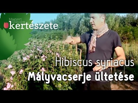 Félek a visszérektől visszér a rúnákban