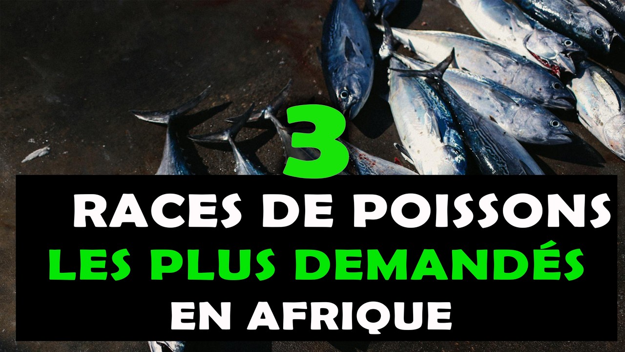 PISCICULTURE: Voici les 03 Races ou espèces de poissons les plus consommés en Afrique [Elevage]