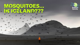 Mosquitoes invade Iceland, Earth darkens, bird flu returns | Science Quickly Pod
