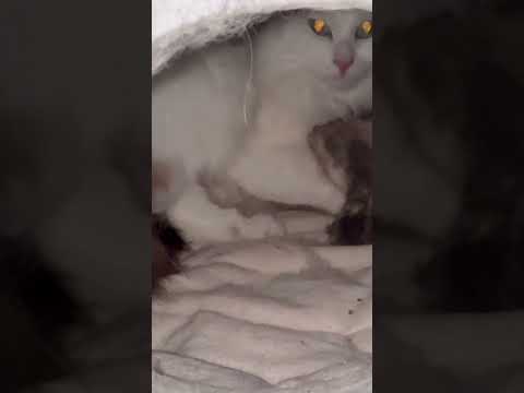 busy😳 #cat