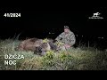 Dziczą Noc InfiRay SUDECKA OSTOJA 41 2024 Wildboar Hunting In Poland