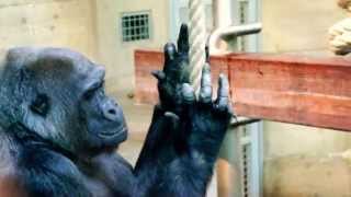 preview picture of video 'Strong Gorilla Feeding in Stuttgart Zoo'