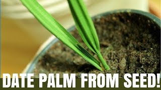 How to grow a date palm tree from seed - DIY Video