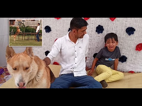 Dog | કૂતરો | Cute Dogs | Funniest & Cutest | dog indian |gyankunj