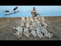Calling in Multiple Coyotes! 16 Multiple Coyote Kills in One Day! 1 Coyote
