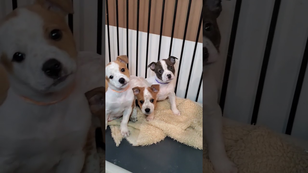 Enlarge Greg, a Adoptable mixed breed in Blairstown, NJ video 3/6