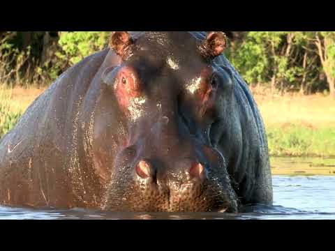 Amazing Wildlife of Botswana
