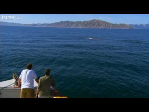 Last Chance To See - Blue Whale Spotting - BBC