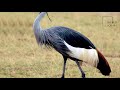Interesting facts about Blue crane by weird square