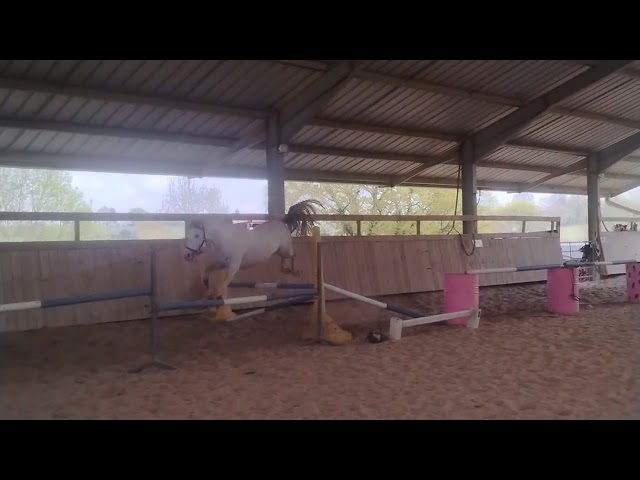 A VENDRE ETALON CONNEMARA