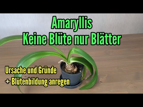 Amaryllis with only leaves and no flower - causes and reasons - How to stimulate flower formation