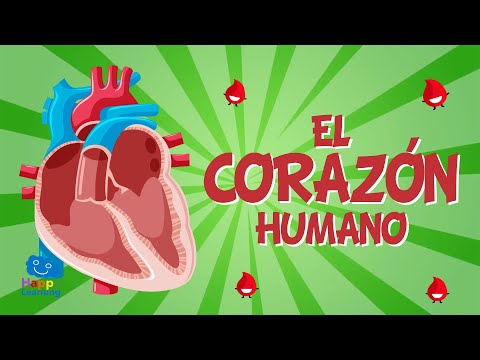 EL CORAZÓN HUMANO | Vídeos Educativos para Niños
