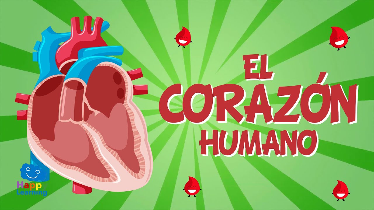 EL CORAZÓN HUMANO | Vídeos Educativos para Niños