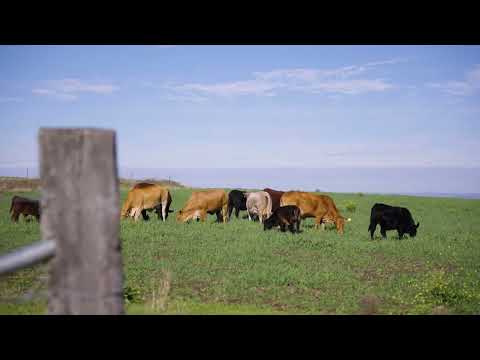 56 Pukallus Road, Crows Nest, QLD 4355, 4房, 2浴, Lifestyle Property