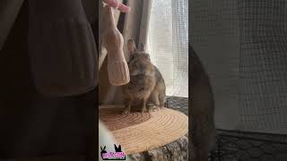 パピコボクシング🥊🐇