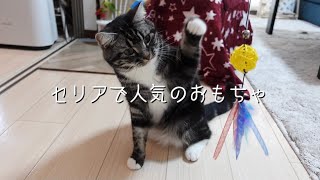 人気のセリアのおもちゃで遊ぶわて 足長マンチカン まる Munchkin cat