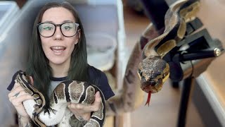 "Get rid of your snakes or FACE EVICTION"