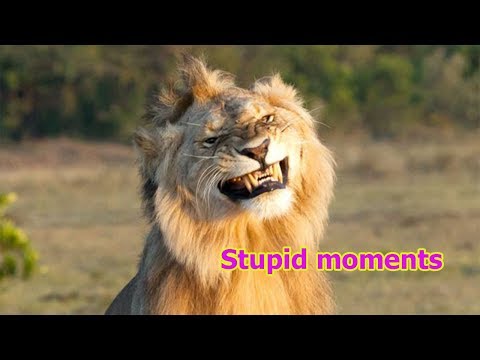 Le roi lion - Top 5 des moments les plus stupides.