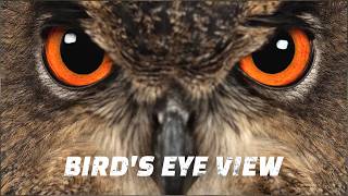 Super Sight: Nature’s Ultimate Advantage