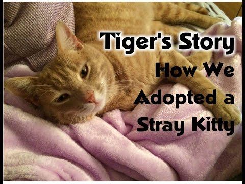 Adopting a Stray Cat: Tiger's Story