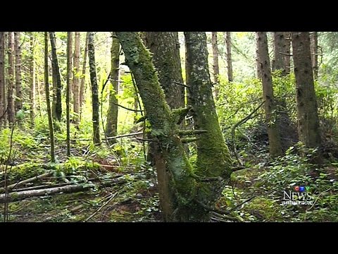 download lagu mp3 mp4 Bigfoot Vocalizations, download lagu Bigfoot Vocalizations gratis, unduh video klip Bigfoot Vocalizations
