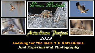 wildlife adventure : Looking for the male Yellow foots