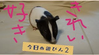 モルモットの親びんが突然。♯3【guineapig】
