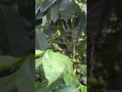 Mahoma derrumbado, tierra fértil en san Jose de Ocoa , mira el video completo y decubre esta Joya