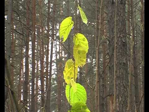 Размышление на прогулке