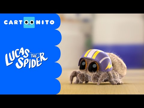 The Big Jumping Spider | Lucas the Spider | Cartoonito