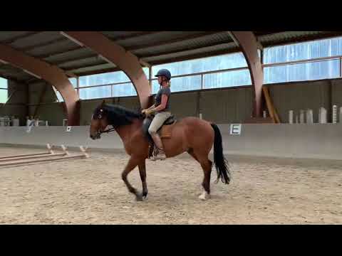 Beritt und Ausbildung von Pferden