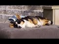 Dog Rap - I Get Bacon 