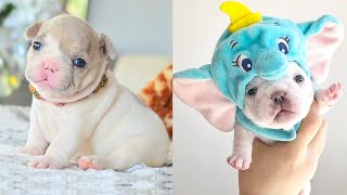 Baby Dogs - Cute and Funny Dog Videos Compilation #58 | Aww Animals